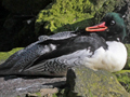 Scaly-sided Merganser